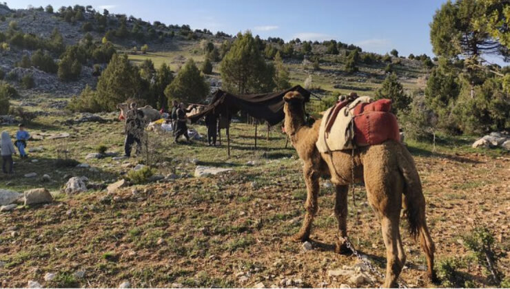 Sarıkeçili Yörüklerin Yaz Yurdu Göçü Başladı: Yüzlerce Yıllık Gelenek Devam Ediyor
