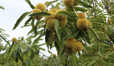 Sinop Kestanesi Gal Arısı Tehdidi Altında: Verim Kaybına Karşı Mücadele Başladı
