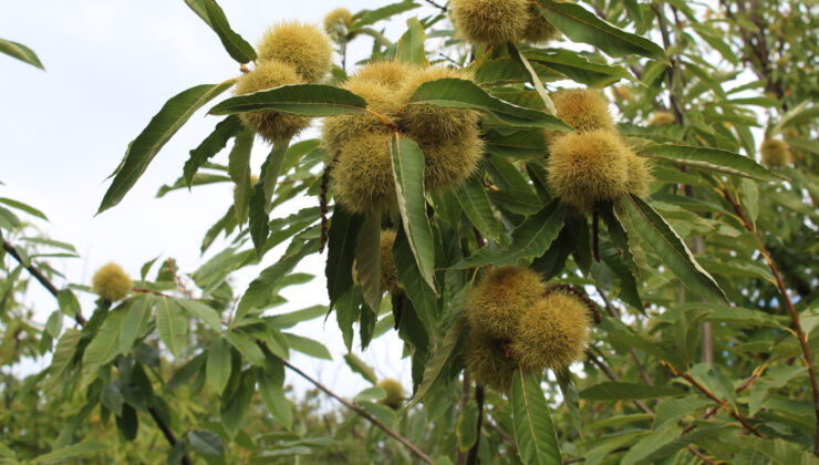 Sinop Kestanesi Gal Arısı Tehdidi Altında: Verim Kaybına Karşı Mücadele Başladı