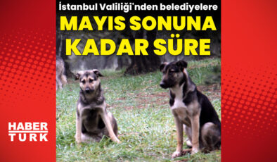 İstanbul Valiliği’nden Sahipsiz Köpek Popülasyonu İçin Sert Tedbirler: Mayıs Ayı Sonuna Kadar Kontrol Altına Alınacak