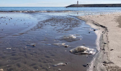 Mersin Sahillerinde Denizanası Alarmı: Yoğunluk Artışı ve Uzman Uyarıları