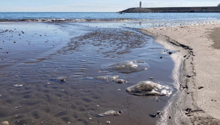 Mersin Sahillerinde Denizanası Alarmı: Yoğunluk Artışı ve Uzman Uyarıları