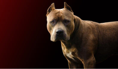 Ankara’da Savcıya Köpekli Saldırı: Şüpheli Tutuklandı, İddianame Hazırlandı