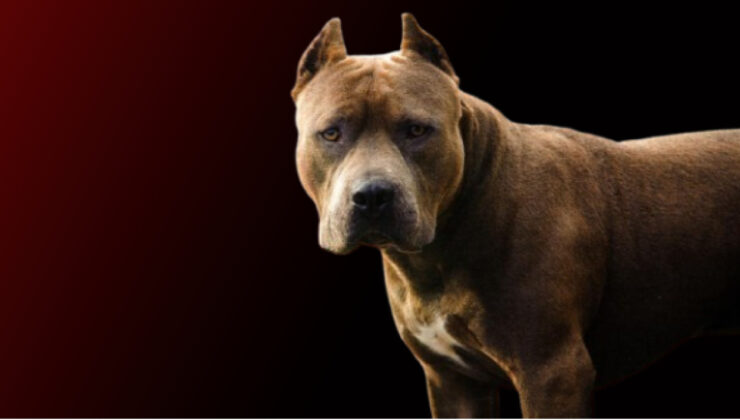 Ankara’da Savcıya Köpekli Saldırı: Şüpheli Tutuklandı, İddianame Hazırlandı