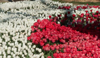 İstanbul’da Bahar Coşkusu: 3 Milyon 580 Bin Lale Açtı, Ziyaretçiler Büyülendi