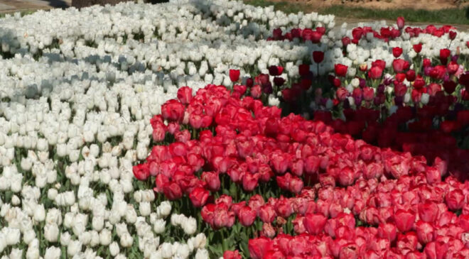 İstanbul’da Bahar Coşkusu: 3 Milyon 580 Bin Lale Açtı, Ziyaretçiler Büyülendi