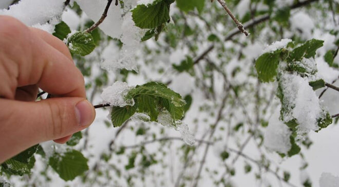 Tarım ve Orman Bakanlığı’ndan Zirai Don Uyarısı: Üreticilere Tedbir Çağrısı