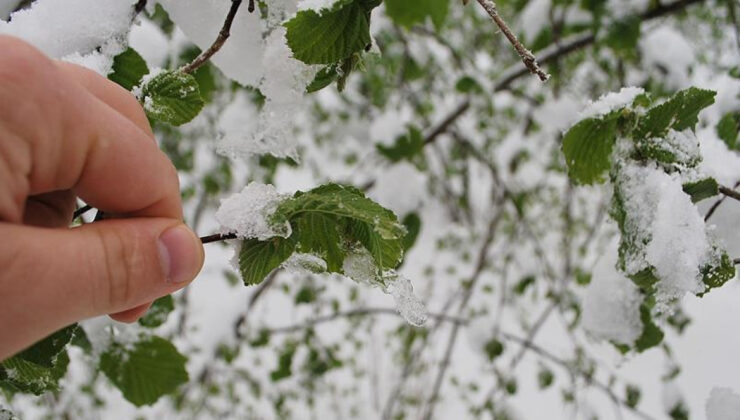Tarım ve Orman Bakanlığı’ndan Zirai Don Uyarısı: Üreticilere Tedbir Çağrısı