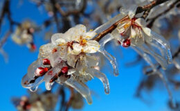 Tarım Bakanlığı’ndan Çiftçilere Zirai Don Uyarısı: Riskler ve Alınması Gereken Önlemler
