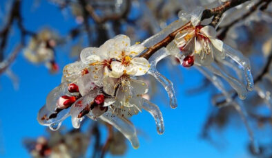 Tarım Bakanlığı’ndan Çiftçilere Zirai Don Uyarısı: Riskler ve Alınması Gereken Önlemler