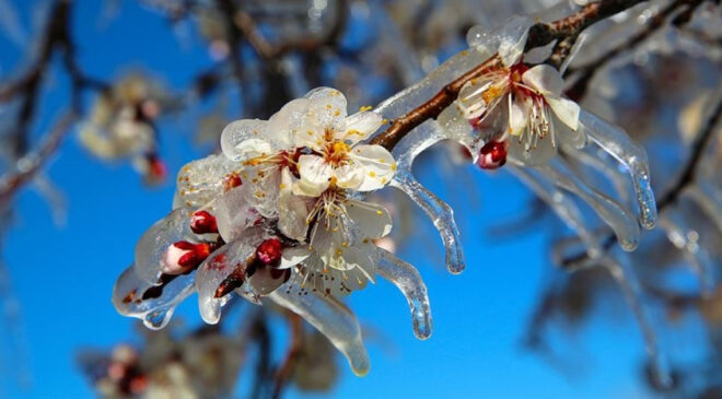 Tarım Bakanlığı’ndan Çiftçilere Zirai Don Uyarısı: Riskler ve Alınması Gereken Önlemler