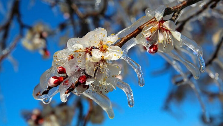 Tarım Bakanlığı’ndan Çiftçilere Zirai Don Uyarısı: Riskler ve Alınması Gereken Önlemler