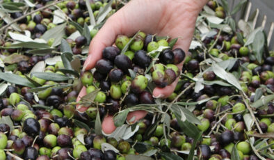 Baktat Zeytin’e Konkordato Mühleti: Üretim Devam Edecek, İcra İşlemleri Durdu