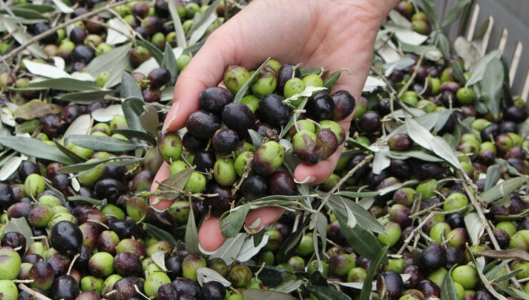 Baktat Zeytin’e Konkordato Mühleti: Üretim Devam Edecek, İcra İşlemleri Durdu