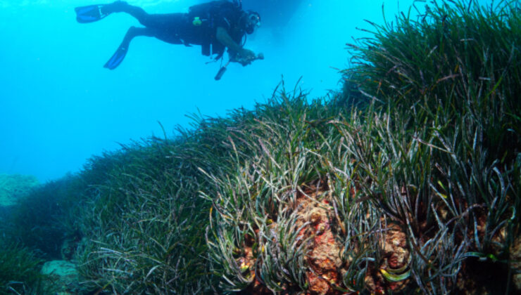 Lara Sahillerinde Deniz Eriştesi Çayırları Koruma Altında: EKOS, LATUYAB İş Birliğiyle Sürdürülebilirlik Projesi Başladı