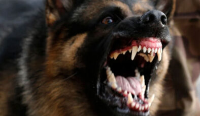 Köpek Saldırısı Davasında Rekor Tazminat: Yargıtay’dan Onay