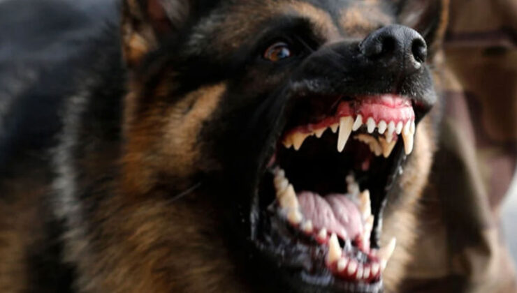 Köpek Saldırısı Davasında Rekor Tazminat: Yargıtay’dan Onay