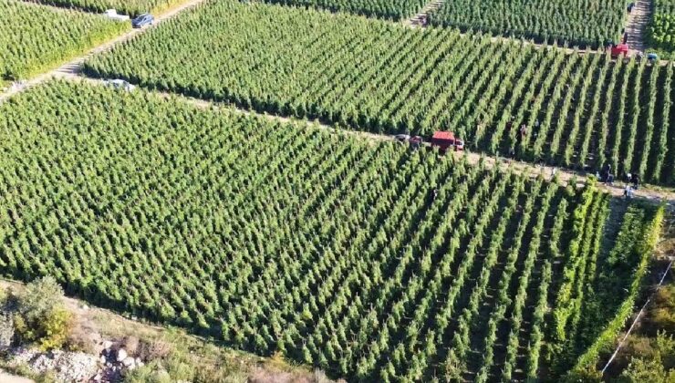 Bakan Yumaklı’dan Çiftçilere Müjde: 12.8 Milyar TL Tarımsal Destek Ödemeleri Başlıyor!