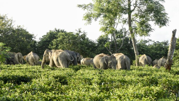 Gabon’da Fil Saldırısı: Kupa Avcısı Milyoner Hayatını Kaybetti