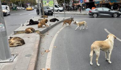 DKMP’den Yerel Yönetimlere Sahipsiz Köpek Uyarısı: Popülasyon Kontrolü İçin Son Tarih Mayıs!