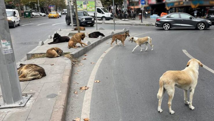 DKMP’den Yerel Yönetimlere Sahipsiz Köpek Uyarısı: Popülasyon Kontrolü İçin Son Tarih Mayıs!