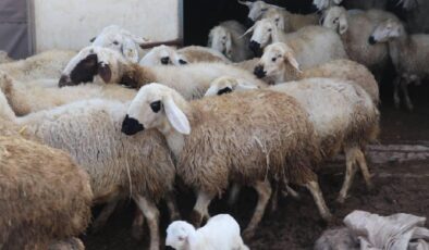 Kırsalda Bereket Projesi Başladı: Küçükbaş Hayvancılığa Büyük Destek!