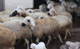 Kırsalda Bereket Başlıyor: Küçükbaş Hayvan Desteği Projesi Başvuru Şartları ve Detayları Açıklandı