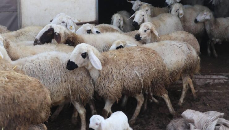 Kırsalda Bereket Başlıyor: Küçükbaş Hayvan Desteği Projesi Başvuru Şartları ve Detayları Açıklandı