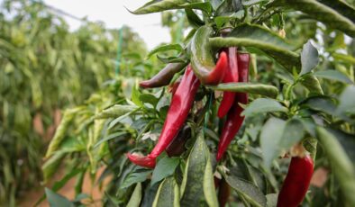 Bakan Yumaklı’dan Biyolojik Mücadele Vurgusu: Tarımda Sürdürülebilirlik ve Gıda Güvenliği Hedefleri