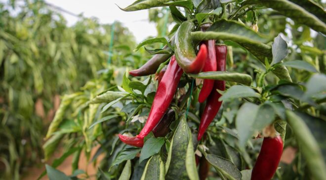 Bakan Yumaklı’dan Biyolojik Mücadele Vurgusu: Tarımda Sürdürülebilirlik ve Gıda Güvenliği Hedefleri