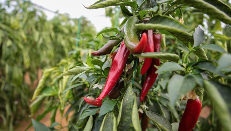 Bakan Yumaklı’dan Biyolojik Mücadele Vurgusu: Tarımda Sürdürülebilirlik ve Gıda Güvenliği Hedefleri