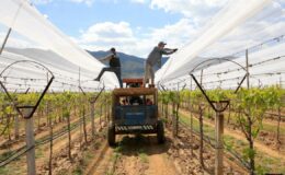 Manisa’da Üzüm Bağları İklim Değişikliğine Karşı Dolu Tülüyle Korunuyor