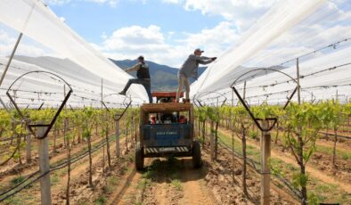 Manisa’da Üzüm Bağları İklim Değişikliğine Karşı Dolu Tülüyle Korunuyor