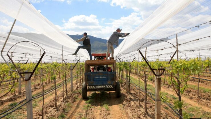 Manisa’da Üzüm Bağları İklim Değişikliğine Karşı Dolu Tülüyle Korunuyor