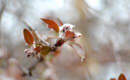 Doğu Karadeniz’de Zirai Don Tehlikesi: Çiftçiler Dikkat!