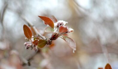 Doğu Karadeniz’de Zirai Don Tehlikesi: Çiftçiler Dikkat!