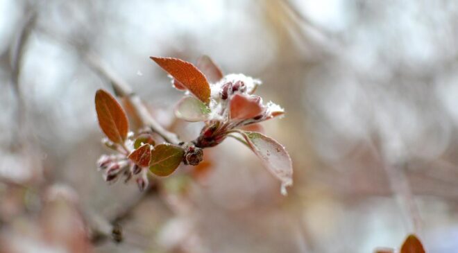 Doğu Karadeniz’de Zirai Don Tehlikesi: Çiftçiler Dikkat!