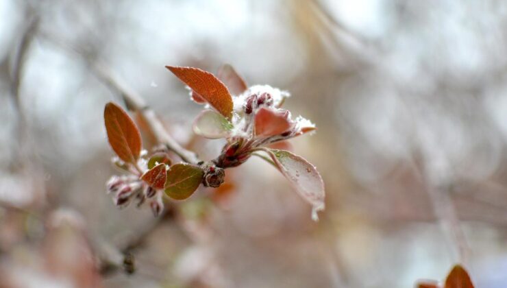 Doğu Karadeniz’de Zirai Don Tehlikesi: Çiftçiler Dikkat!