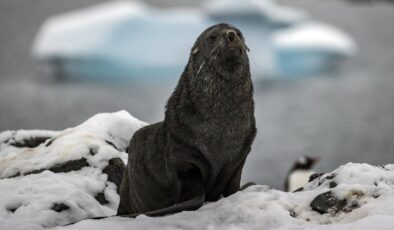 Antarktika’nın Sembolleri Tehlikede: İmparator Penguen ve Kürklü Fokun Koruma Statüsü ‘Nesli Tehlikede’ Olarak Güncellendi