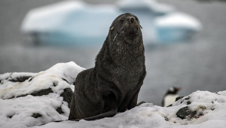 Antarktika’nın Sembolleri Tehlikede: İmparator Penguen ve Kürklü Fokun Koruma Statüsü ‘Nesli Tehlikede’ Olarak Güncellendi
