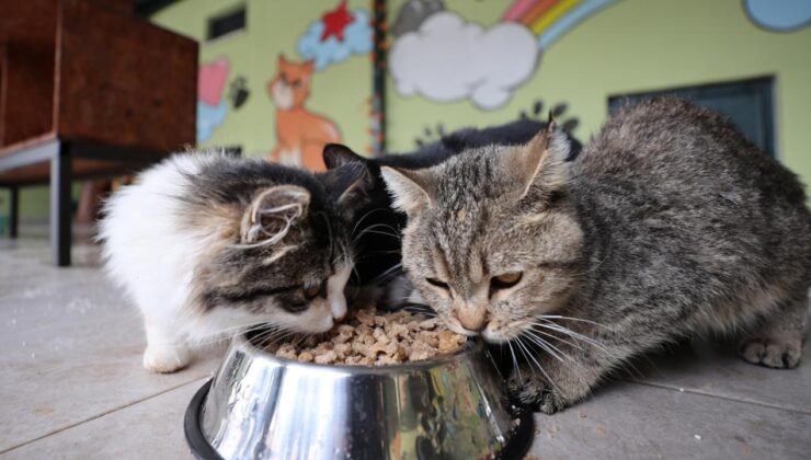 Mart Ayında Fiyatı En Çok Artan ve Azalan Ürünler Açıklandı: Evcil Hayvan Ürünleri Zirvede