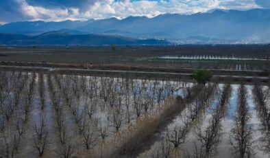 Bursa Gürsu Ovası’nda Sağanak Afeti: Armut Bahçeleri Sular Altında
