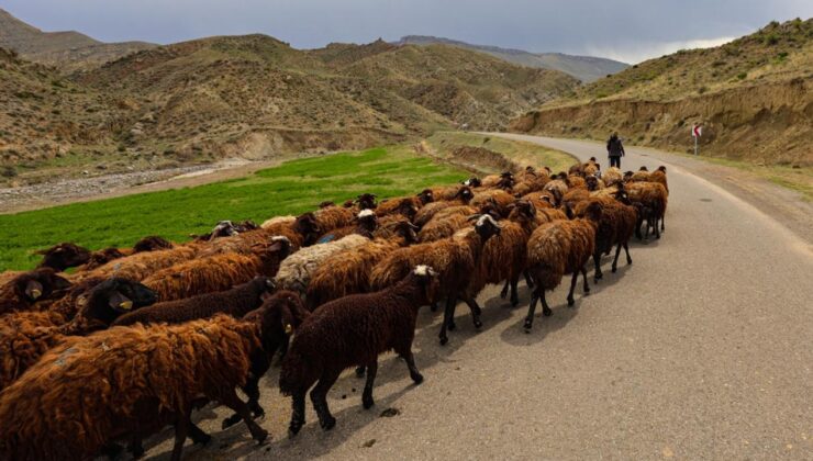Kastamonu’da 784 Milyonluk Dev Yatırımla Hayvancılıkta Yeni Dönem: Devrekani Besi Organize Tarım Bölgesi