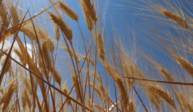 Türkiye’de Hububat Rekoltesi İçin Umut Veren Gelişmeler: Yağışlar Rekor Seviyede, Gelişim Güçlü