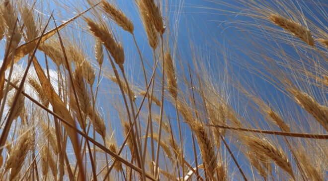 Türkiye’de Hububat Rekoltesi İçin Umut Veren Gelişmeler: Yağışlar Rekor Seviyede, Gelişim Güçlü