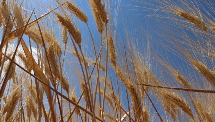 Türkiye’de Hububat Rekoltesi İçin Umut Veren Gelişmeler: Yağışlar Rekor Seviyede, Gelişim Güçlü