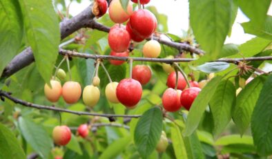Manisa Şehzadeler’de Yılın İlk Kiraz Hasadı Başladı: Rekor Fiyatla Alıcı Buldu!