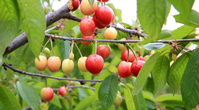 Manisa Şehzadeler’de Yılın İlk Kiraz Hasadı Başladı: Rekor Fiyatla Alıcı Buldu!