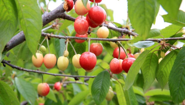 Manisa Şehzadeler’de Yılın İlk Kiraz Hasadı Başladı: Rekor Fiyatla Alıcı Buldu!