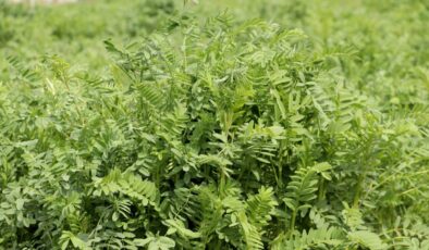 Kuraklığa Dayanıklı ‘NKÜ Efsane’ Korunga Çeşidi Geliştirildi: Yüksek Verim ve Faydalarıyla Dikkat Çekiyor